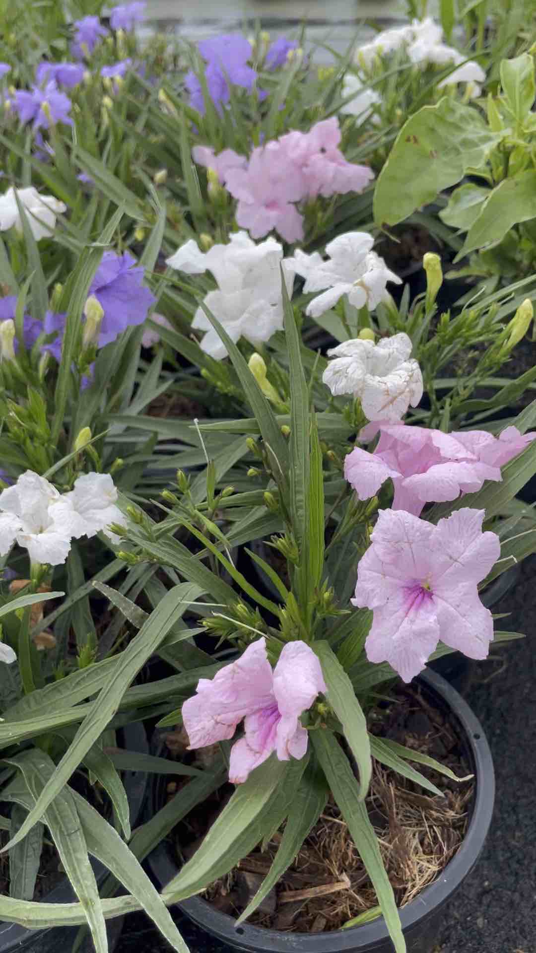 ต้นฟ้าประทานพร ต้อยติ่งพันธุ์แคระ พันธุ์เตี้ยออกดอกทั้งปี