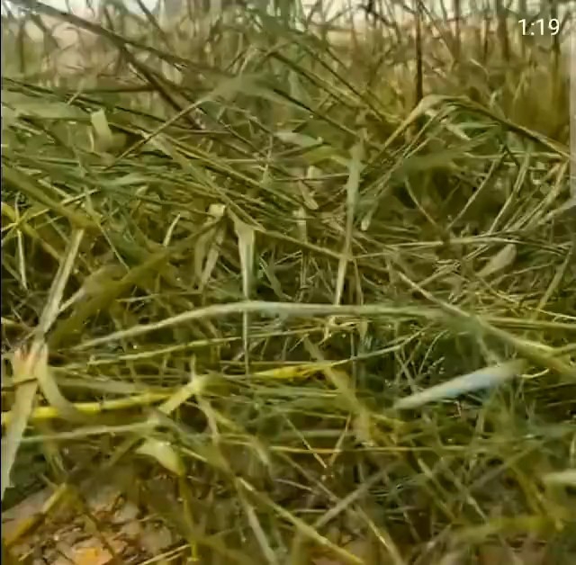 KILL GRASS PANDA RAJA PEMBUNUH GULMA (BELI 3 GRATIS 1 (250ML)