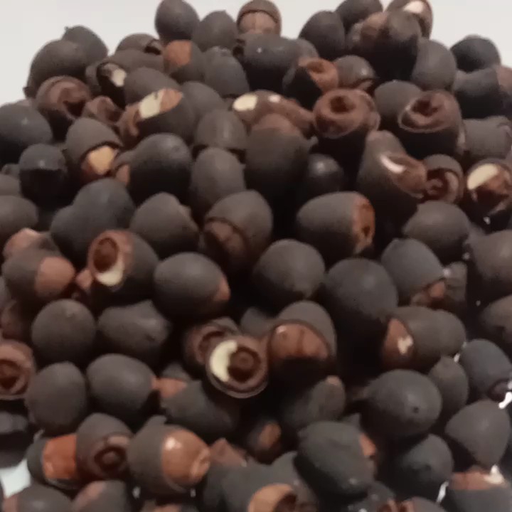 เม็ดบัวพร้อมปลูก เมล็ดพันธุ์บัวหลวงปทุม ดอกสีชมพู 100 กรัม (90-100 เม็ด) ราคา 100 บาท