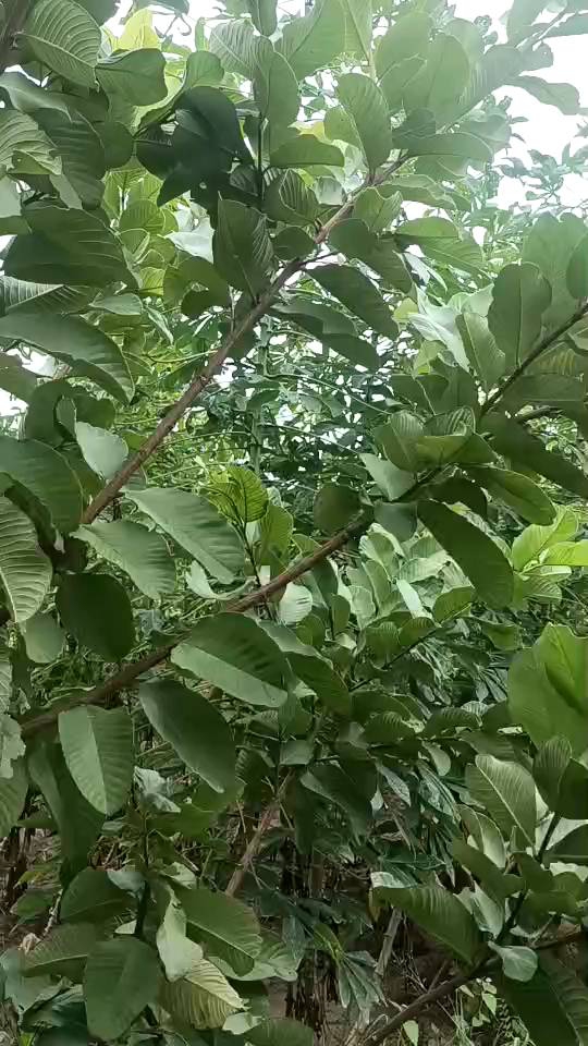 คีมตอนกิ่ง กรรไกรตอนกิ่ง ขนาด 9.5 นิ้ว ควั่นและปอก ตัดเนื้อเยื่อในขั้นตอนเดียว (ทรีอินวัน) สะดวก ประหยัดเวลา ทุ่นแรง สำหรับเกษตรกรมืออาชีพและมือใหม่ สินค้าภูมิปัญญาประดิษฐ์