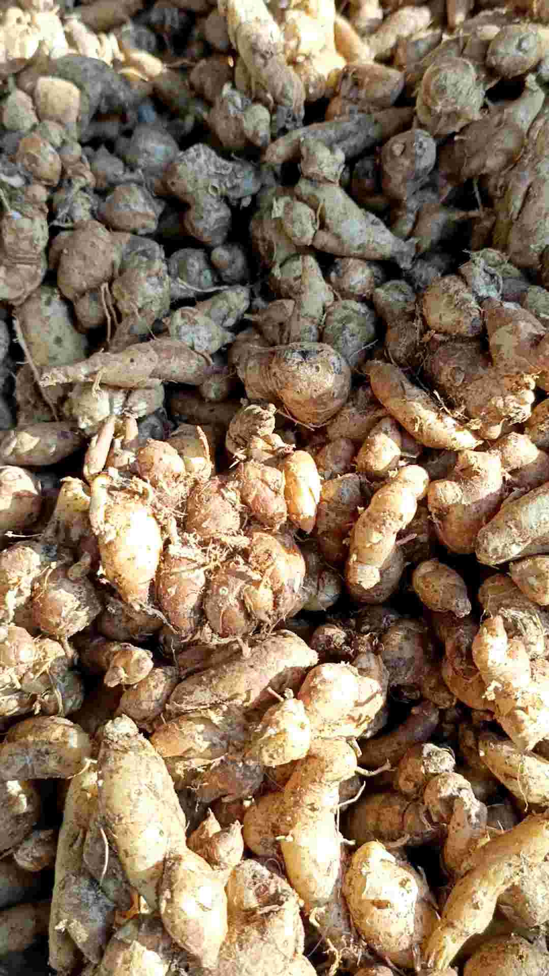 ( 5.kg ) KENCUR /CIKUR ASLI CIAMIS WANGI ENAK COCOK UNTUK BUMBU DAN JAMU