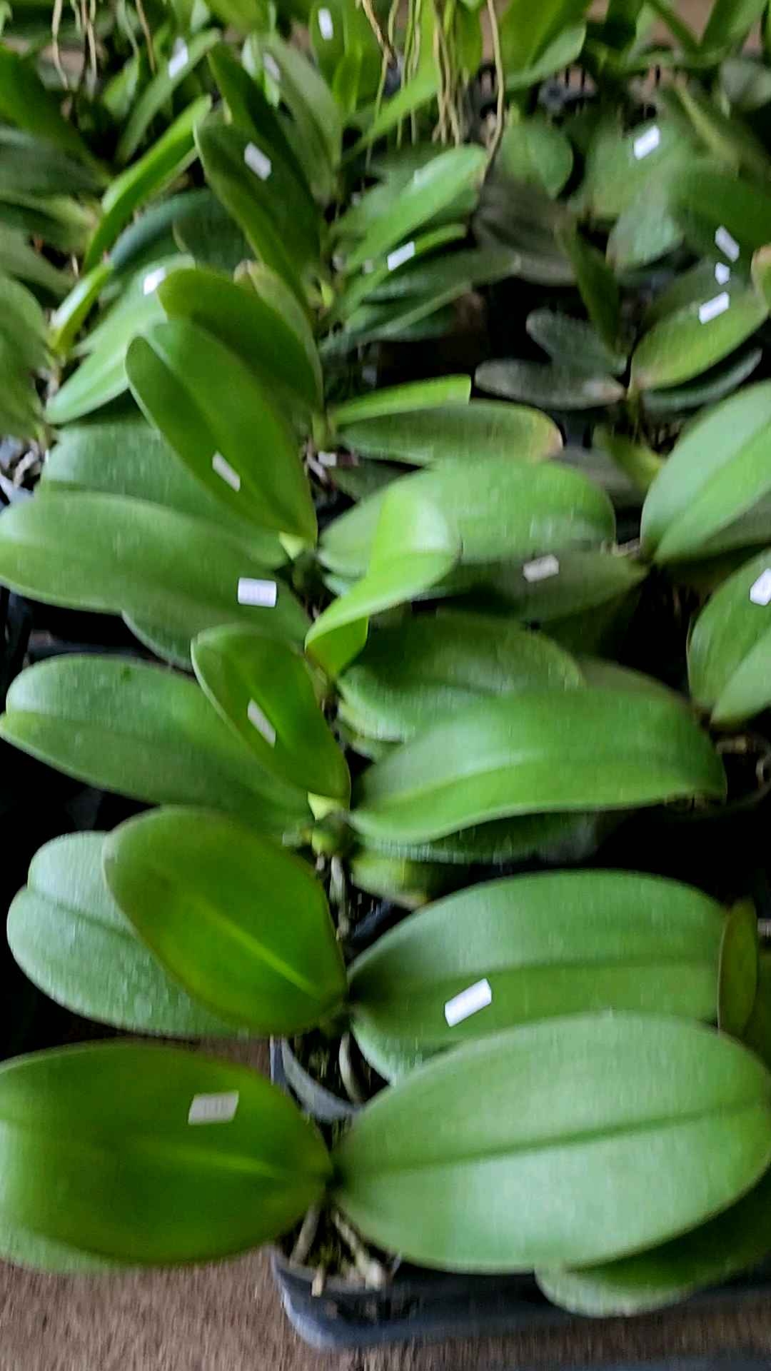 กล้วยไม้ฟาแลน ขนาดกานถาง 2.5 นิ้ว