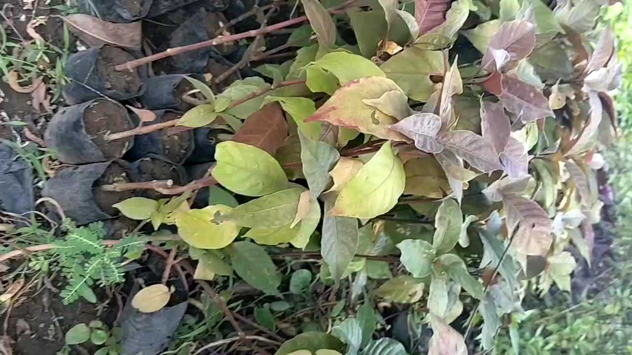 BIBIT DAUN UNGU HERBAL BERKUALITAS UNGGUL
