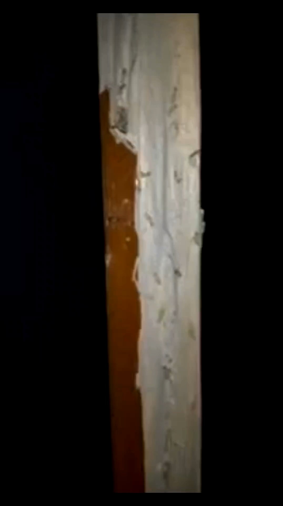 Isi Ulang Pembasmi Kumbang Bubuk Kayu | Nonor Perusak Kayu | Teter Perusak Isi 1 Liter | 100% Super Ampuh