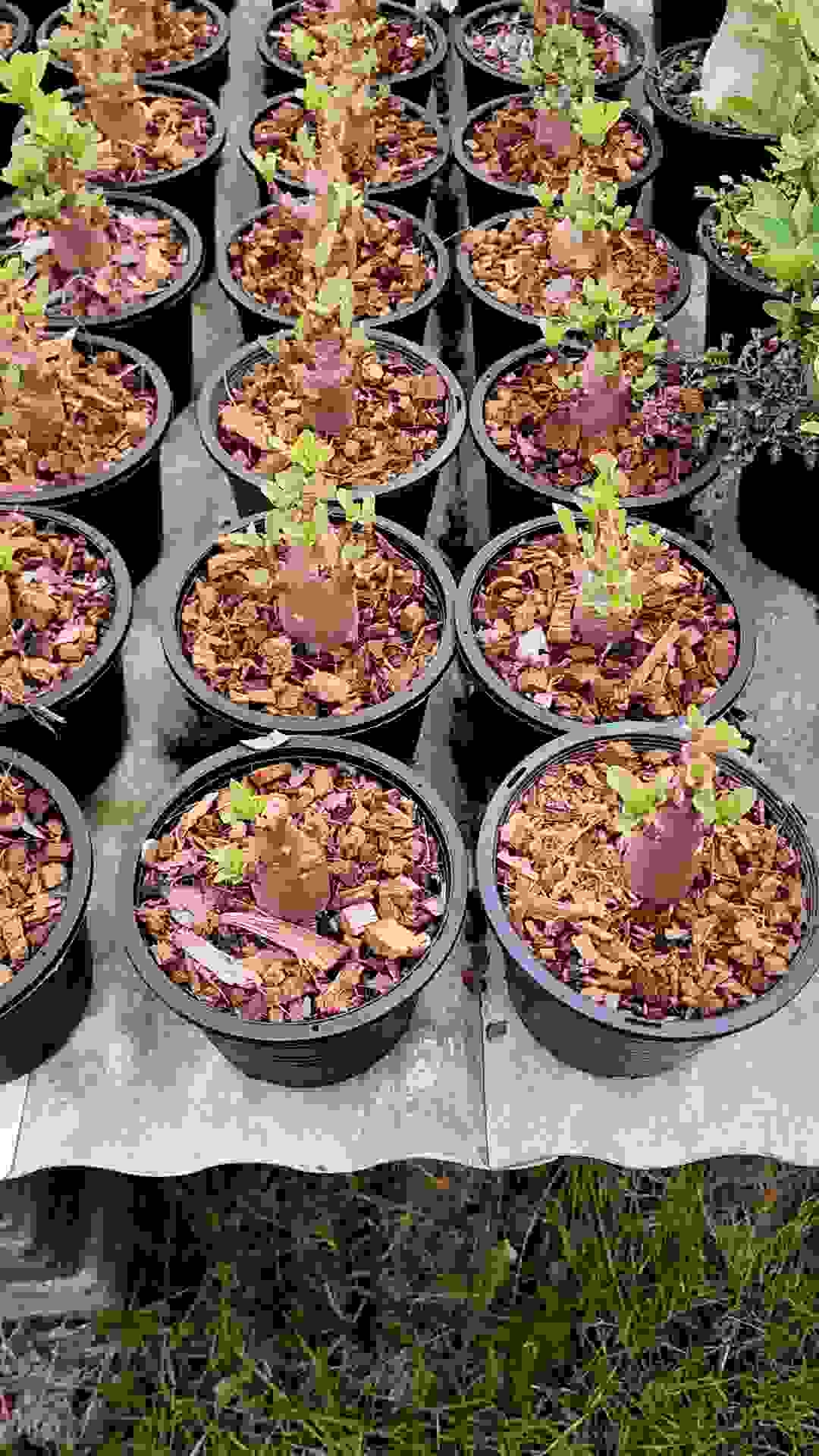 ต้นชวนชม DDC+กาละแมร์ สายพันธ์อราบิคั่ม (Arabicum) ดอกสีชมพู