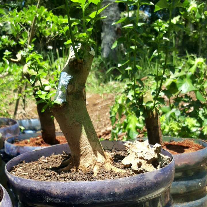 SANCANG BONGGOL BESAR: Alat Pertanian Tradisional Untuk Petani