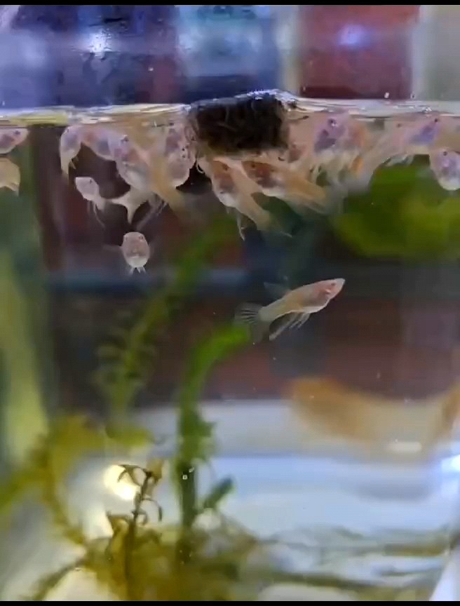 Cacing sutra kering pakan instan ikan hias Tubifex worm cacing kering pakan instan