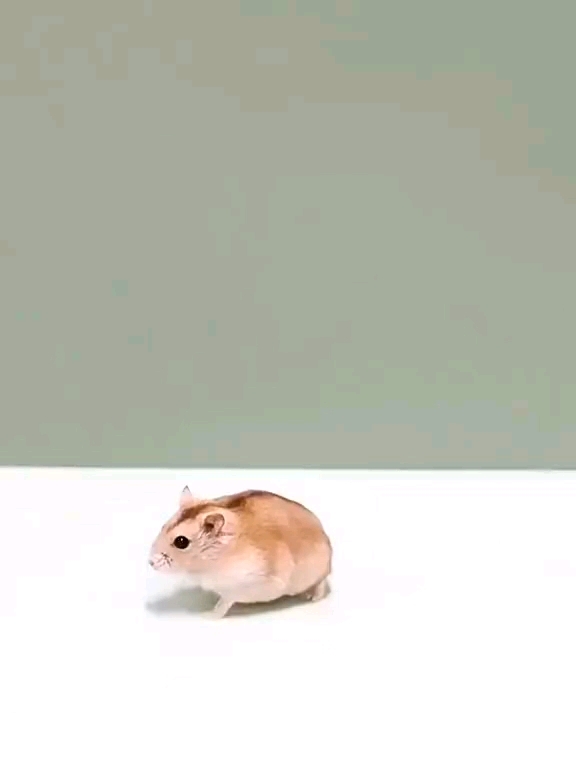 ALAT BANTU UNTUK MENANGKAP HAMSTER - CAPIT