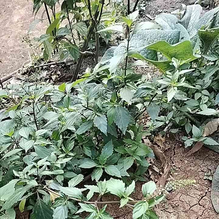 Daun Kumis Kucing Kering BONUS Daun Kejibeling 500 gr