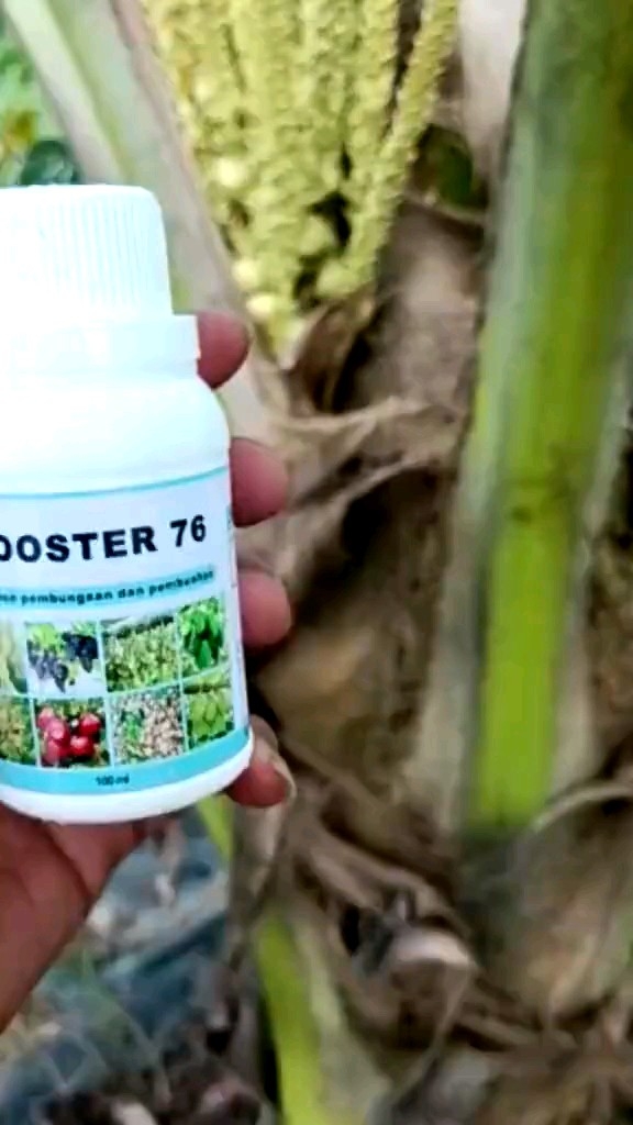 PUPUK BOOSTER 76 (100ML .250ML.) penyubur pelebat buah pembesar pelebat buah