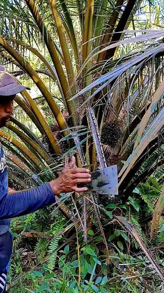DODOS SAWIT KLS PALM KING 100% ORIGINAL