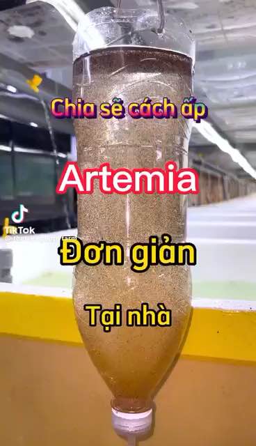 Trứng artemia ấp nở Mỹ loại 1 - tỉ lệ nở cao ít trứng chìm thức ăn giàu dinh dưỡng choncas cảnh