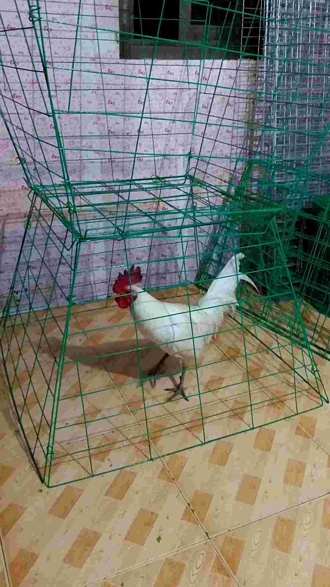 Chicken Scratcher Cage for Bantam Cages
