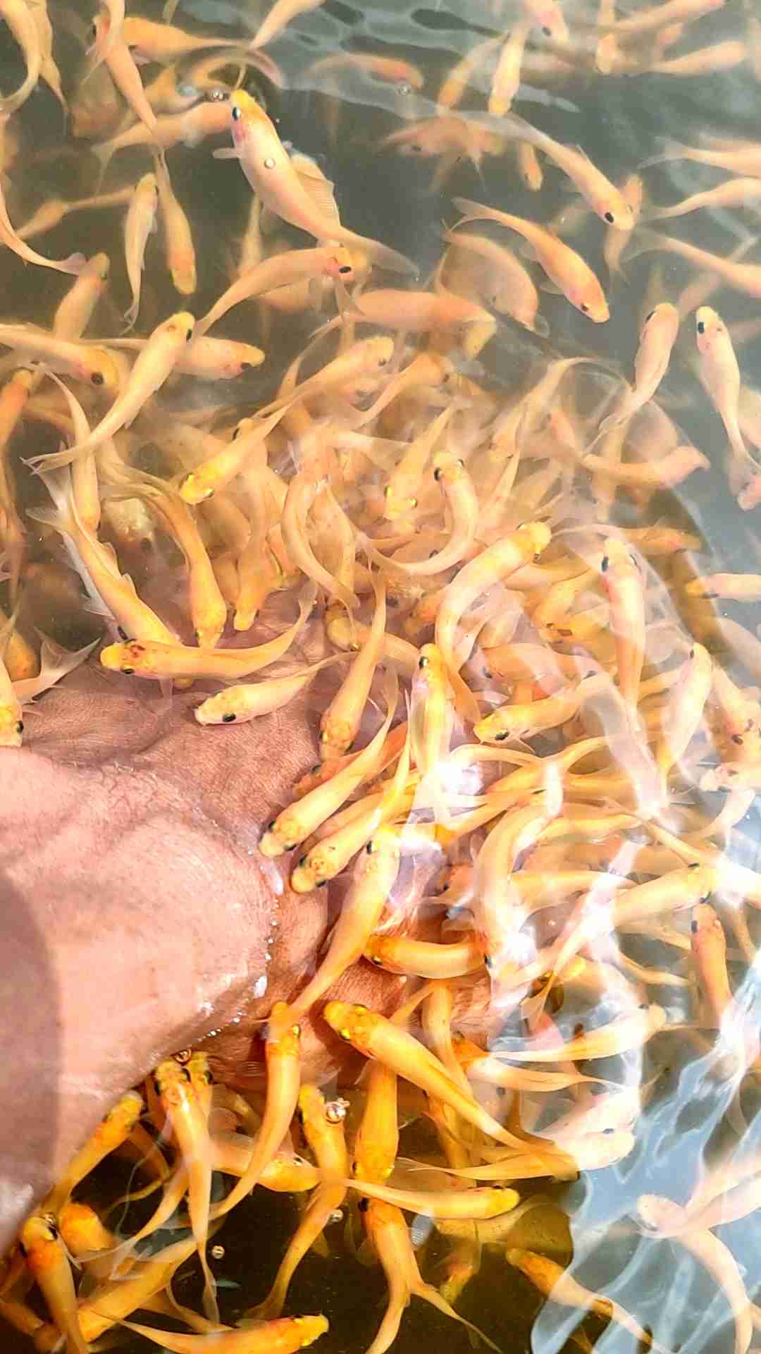 Saringan Trapi 2/3 cm Paket 100 untuk Rileksasi