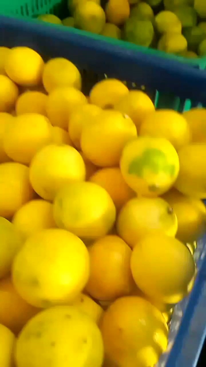 jeruk peras lemon California super jumbo per 2.5 kilo gram