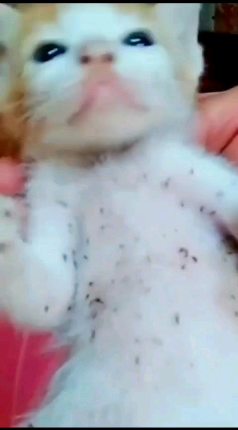 SPRAY 60 ML OBAT ANTI KUTU UNTUK ANABUL KUCING & ANJING