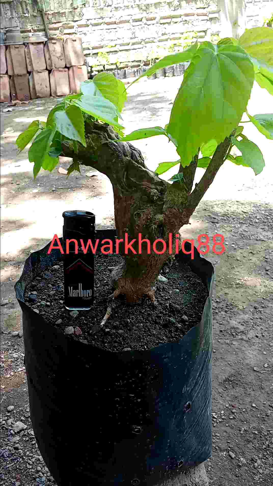 Pohon Timoho Dongkelan: Spesifikasi & Keunggulan