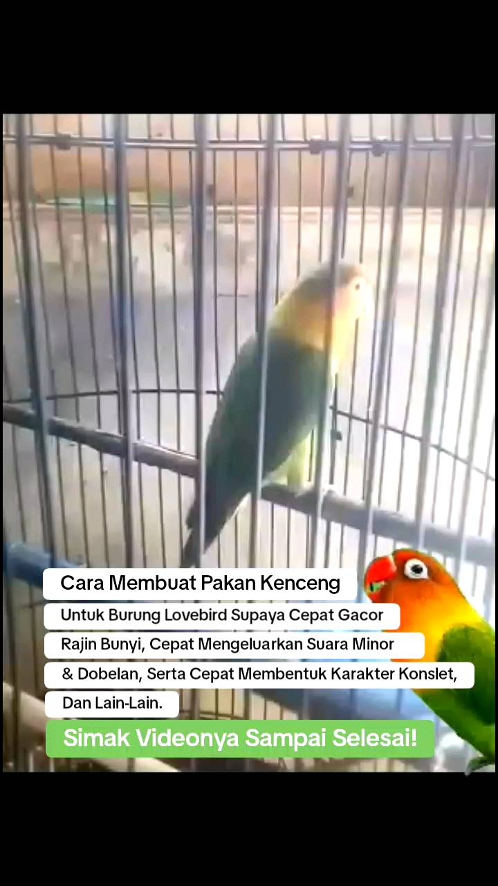 Serbuk Bubuk James. Bubuk Herbal James Bahan Penggacor Alami Burung Lovebird Dll