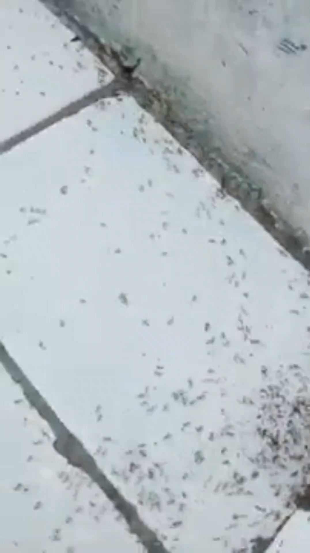 Isi Ulang ANTIMUT | Pembasmi Semut | Pengusir Semut | Semut Rumah | Semut Tanaman | Isi 1 Liter | 100% Super Ampuh