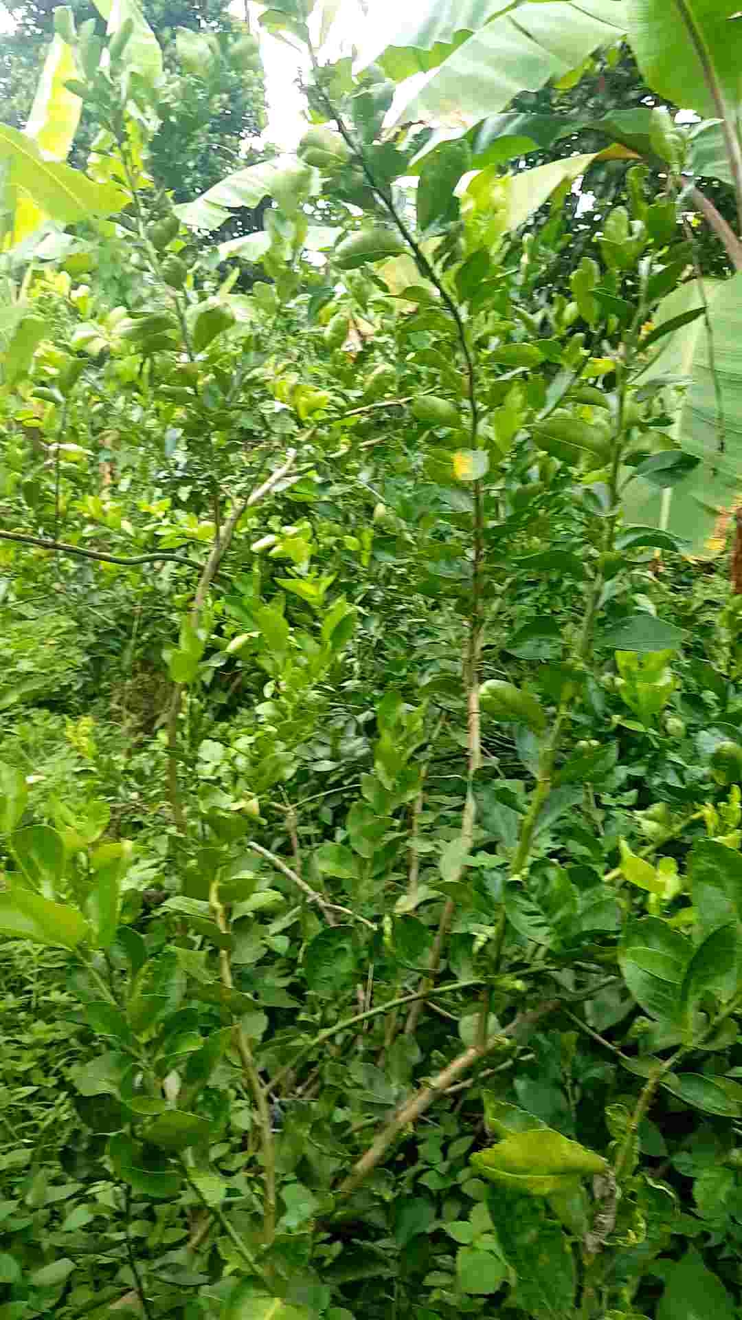 กิ่งตอนมะนาวพันธุ์ตาฮิติ มะนาวไร้เมล็ด กิ่งยาวประมาณ 30 ซม ตัดสดส่งลูกค้าตาม Order