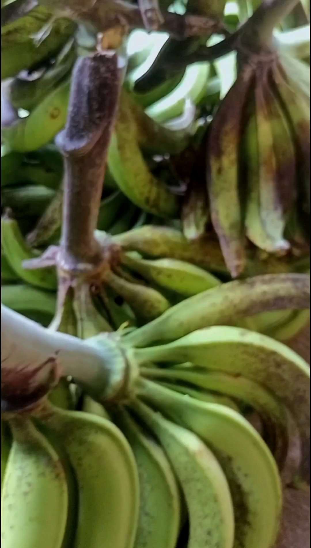 Pisang Tanduk: Bahan & Resep Pisang Goreng & Keripik