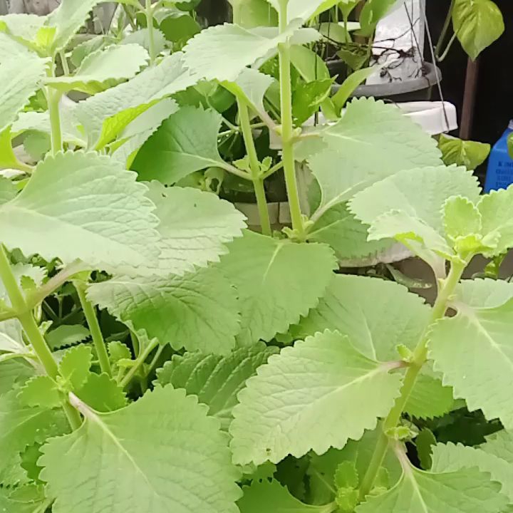 Buy 3 Get 2 Free: Fresh Oregano Plants for Cooking