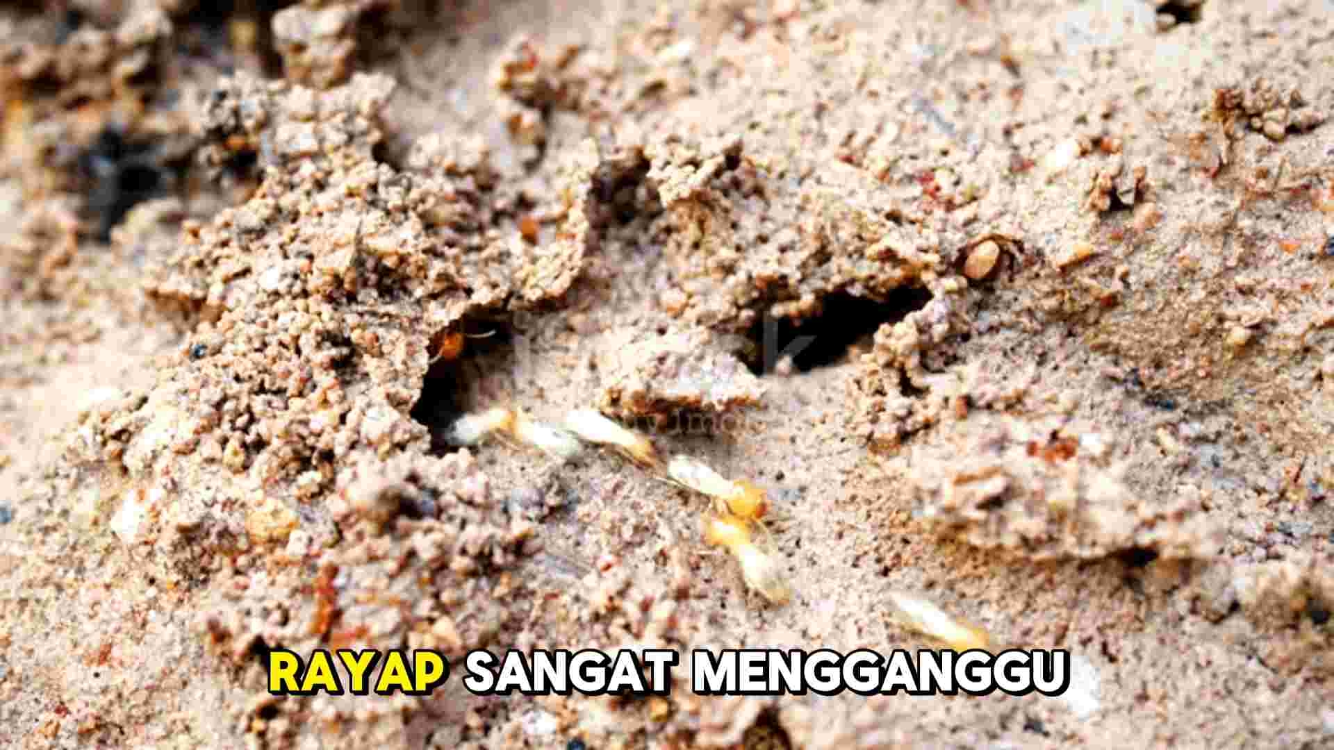 Spray Pembasmi Rayap Kayu | Rayap Tanah  | Rayap Basah | 100% Rayap Mati Total | 100% Super Ampuh | Ramah Lingkungan | Pilihan Ukuran 250ml | Isi 1 Liter | 1L Gratis 250ml