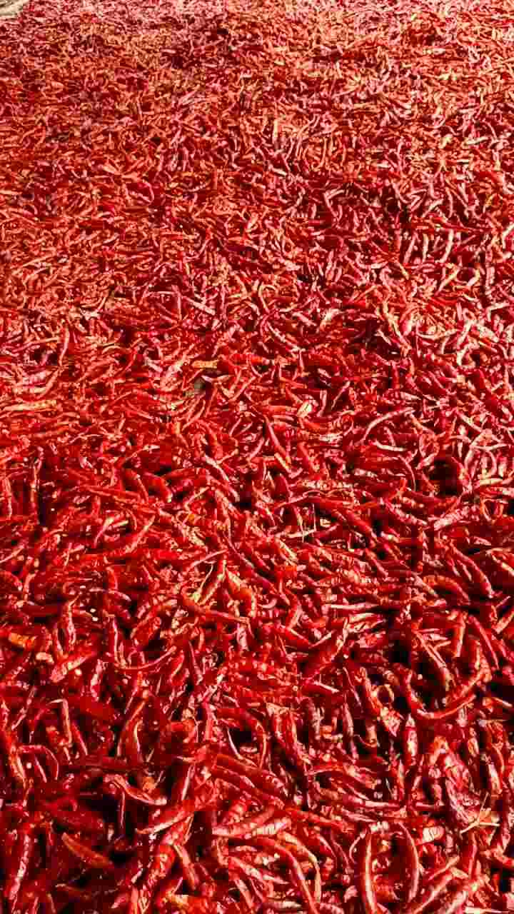 ( 1kg ) CABE RAWIT TEJA CAPLAK KERING IMFOR INDIA KUALITAS SUPER MERAH SUPER PEDAS