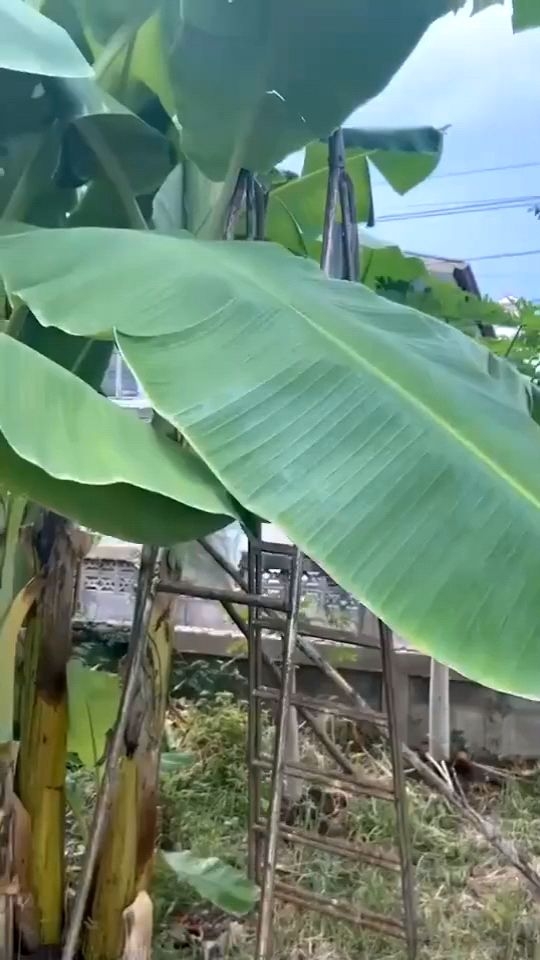 ใบตองสด Fresh Banana Leaves ใบกล้วยน้ำว้า 1 กิโล จากสวนปลอดสารพิษ ใช้ห่อขนม ทำกระทง