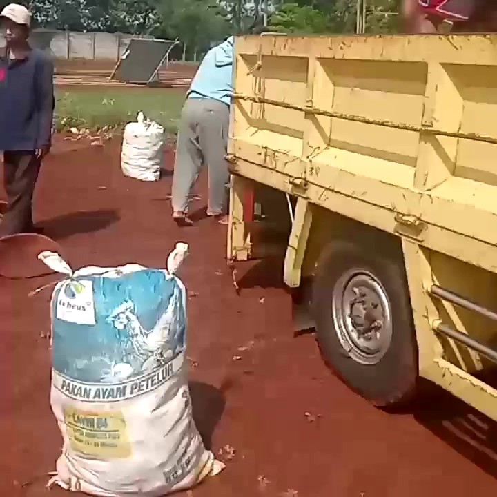 Rumput Gajah Mini Hijau 1Meter