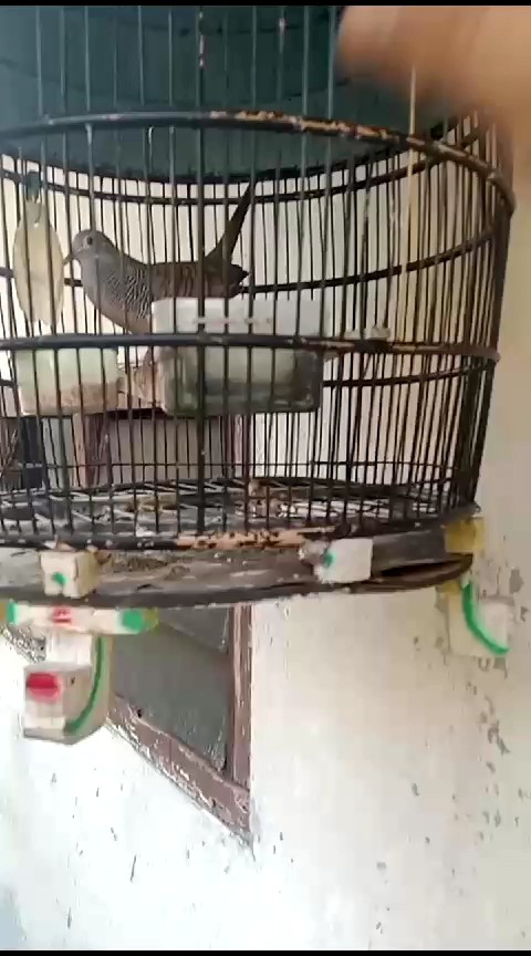 VITAMIN JAMU BURUNG PERKUTUT BIAR GACOR