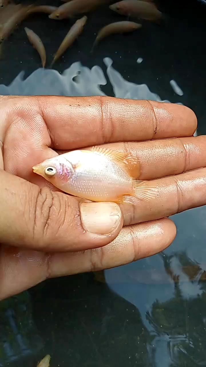 Paketan 20Gurqne Soang Jempol An + Pakan