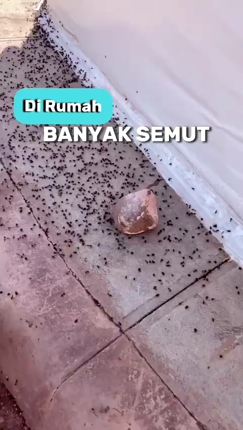 Wisiele Anti Semut TERLARIS: Aromatic Spray Penghilang Semut Efektif & Aman