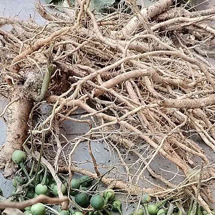 Akar Pohon Takokak Obat Tradisional 500 gr