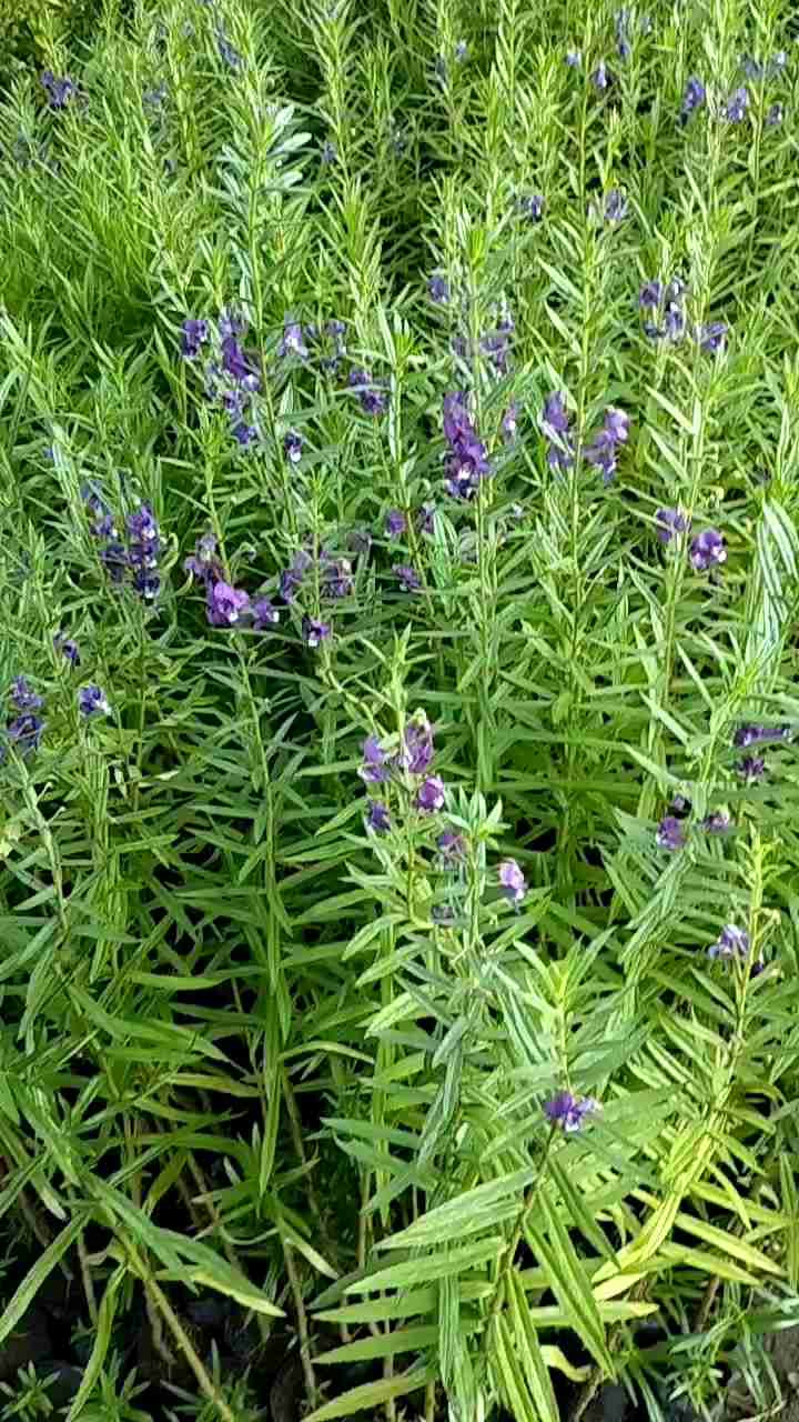BIBIT BUNGA LAVENDER BERKUALITAS UNGGUL
