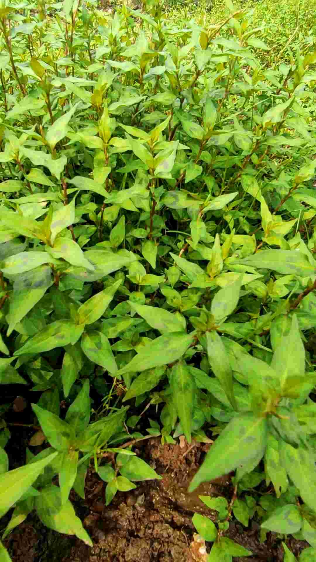 Daun kesum segar 100 gram / Daun kesum / laksa leaf fresh organik