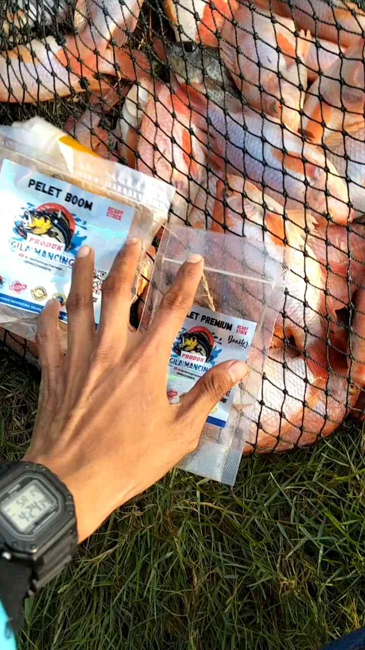 ESSEN GILA MANCING UKURAN 30 ML PENGUMPUL IKAN LEBIH CEPAT STREK