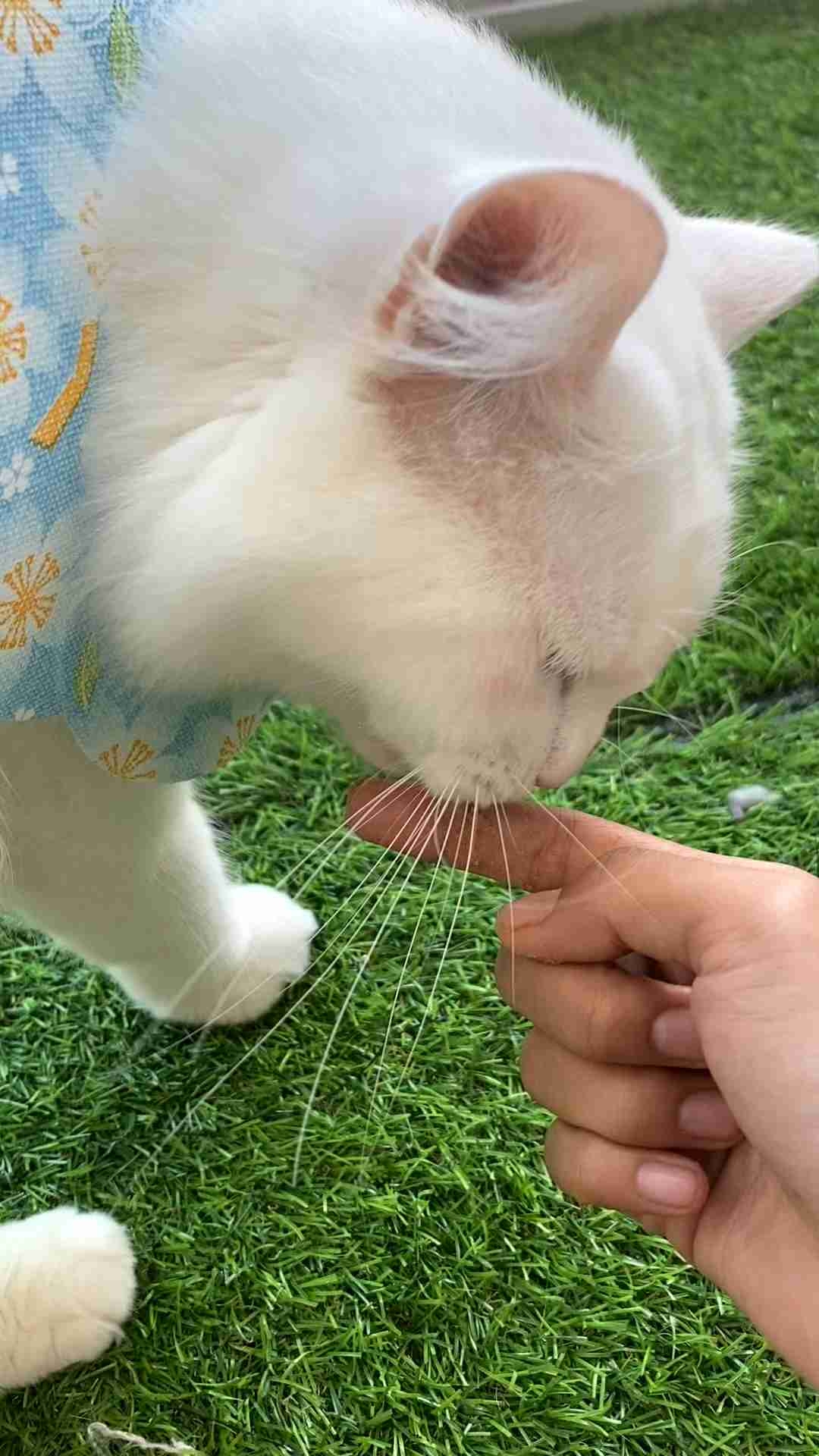 Cat Addict cukup Semprot jadi Lahap Makan Penambah Nafsu Makan Kucing yang suka Pilih pilih makanan 60 ml
