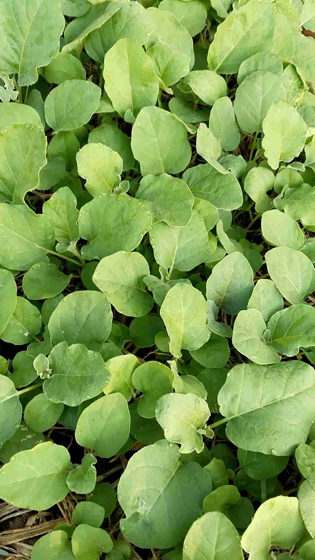 Benih terong bulat lalap paket 100 batang siap tanam bibit siap tanam