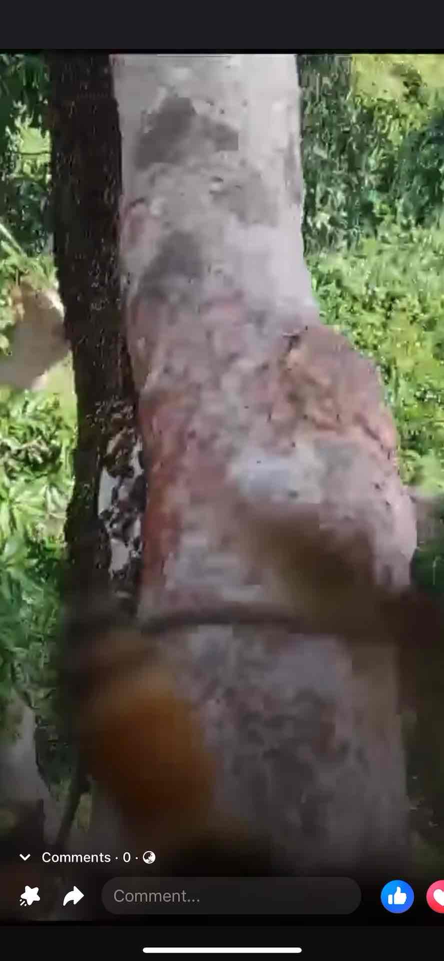 Raw Forest Honey / Madu Hutan Tualang Asli (Apis Dorsata)