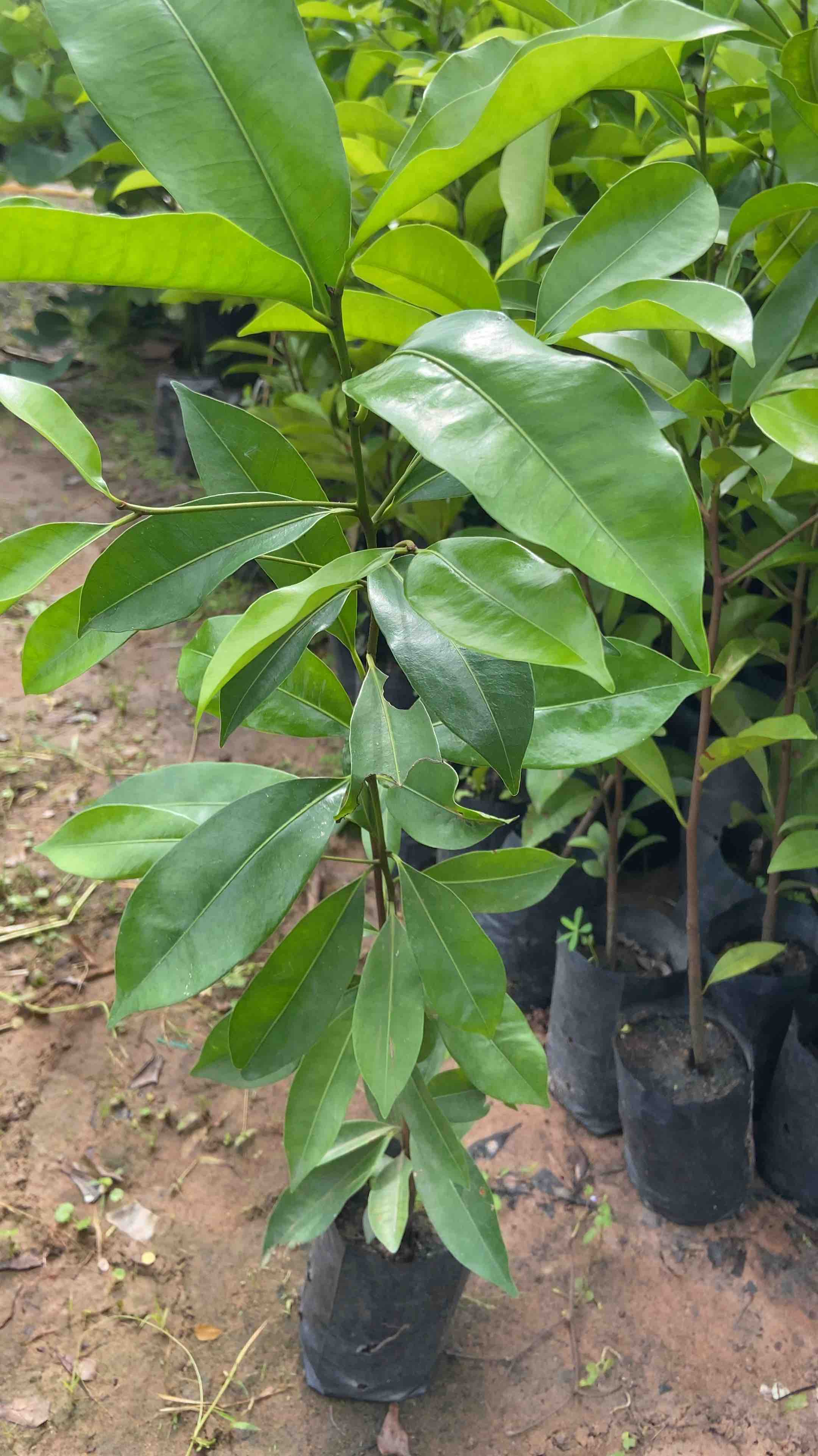 ต้นพิกุล ดอกพิกุล ไม้ประดับให้ร่มเงา