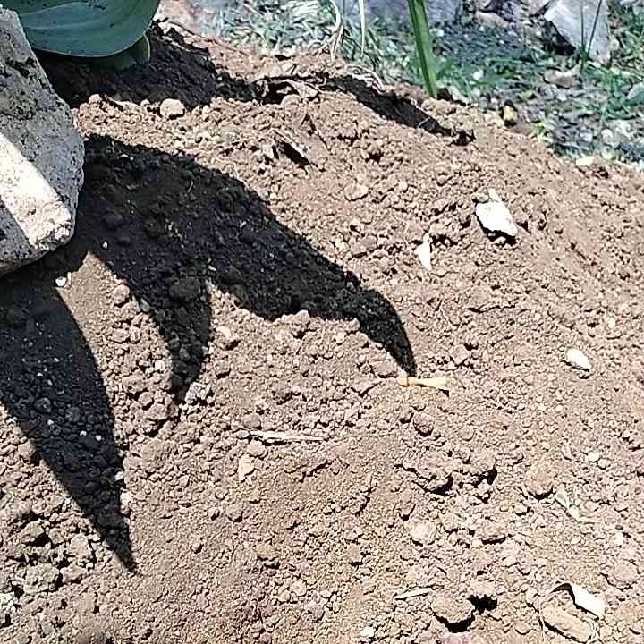 Tanah Musa Tanah Humus Media Tanaman 1 Kg