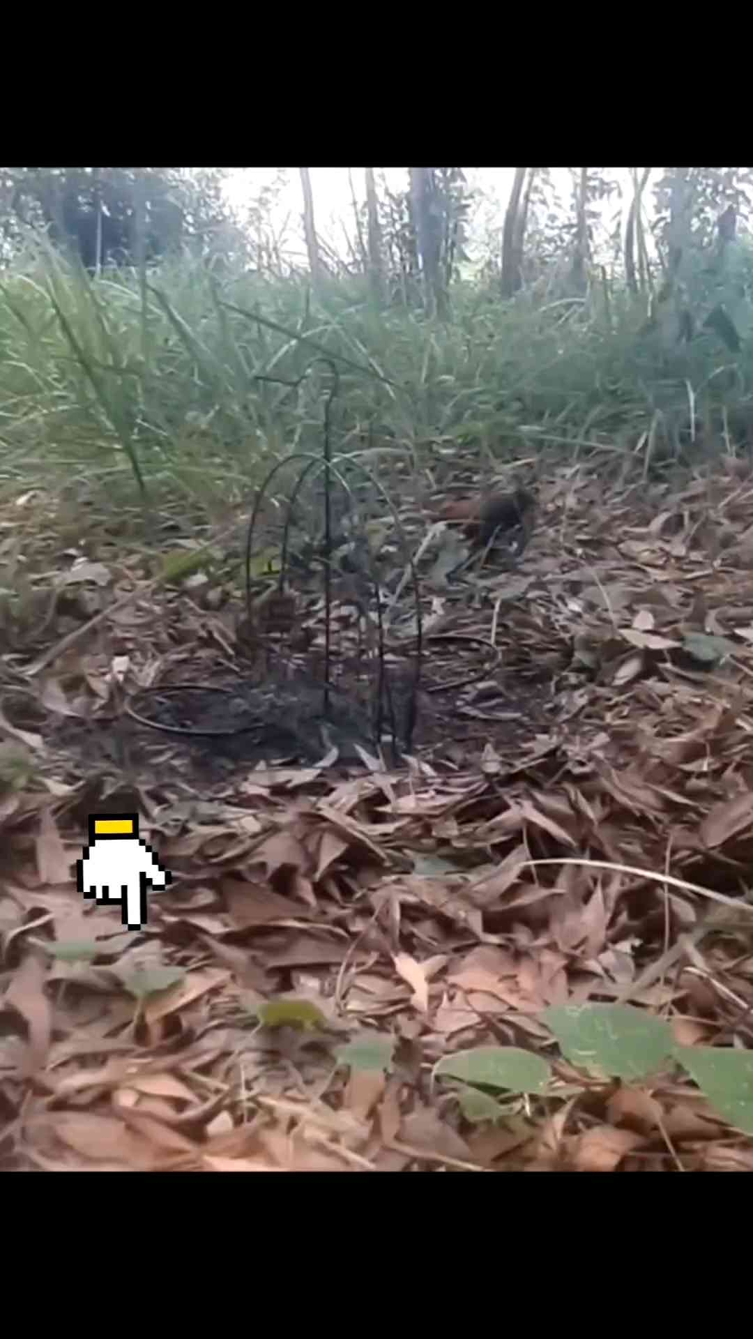 Mẹt bẫy bìm bịp 2 Cánhcó bịp mồi