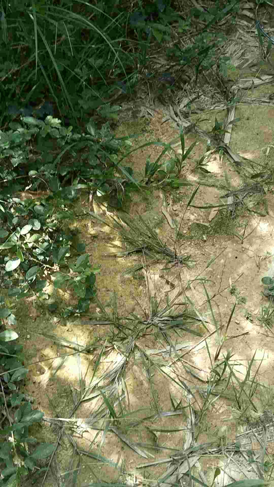 Mẹt bẫy bìm bịp from bán nguyệt thép 5li