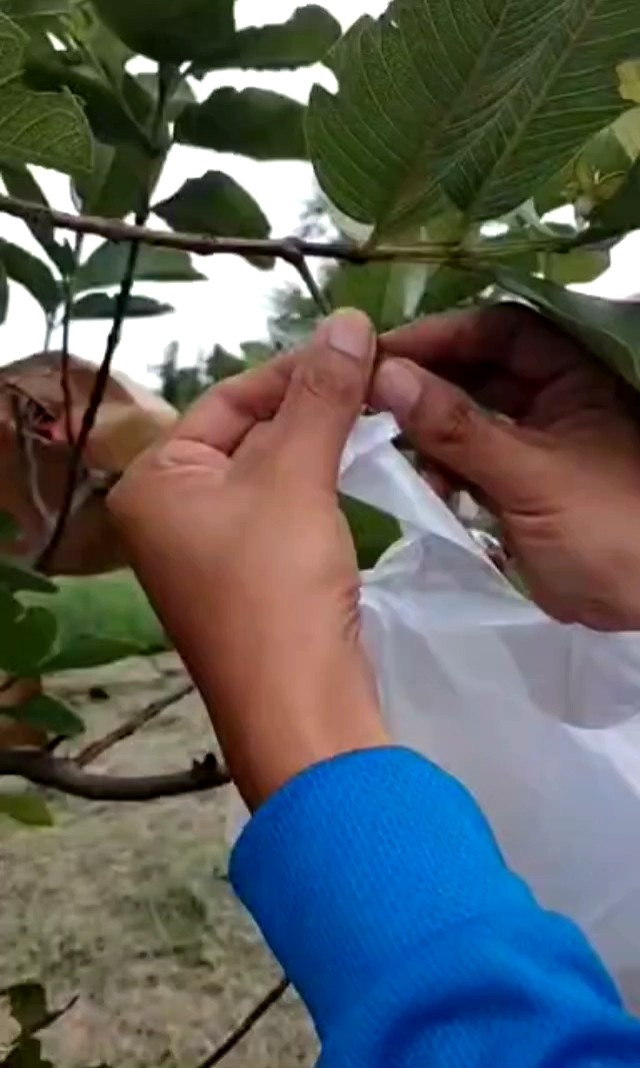 ถุงห่อฝรั่ง ถุงห่อชมพู่ ถุงห่อผลไม้ ขนาด 6*14 นิ้ว 1 แพ็ค  100 ใบ