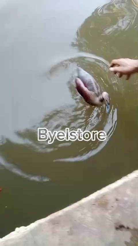 Patung Burung Belibis Batu - Belibis Polos