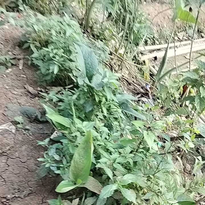 Tanaman Herbal Kumis Kucing Segar BONUS Daun Kejibeling 500 gr
