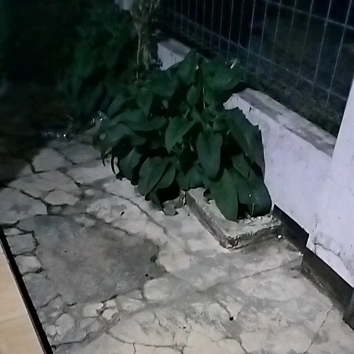 Pengusir Tikus Balok Kepingan Kayu Naga 1 Buah