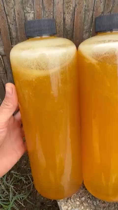 [CHÍNH HÃNG] Mật Ong Rừng Nguyên Chất Mật Ong Đá Và Mật Ong Khoái Rừng