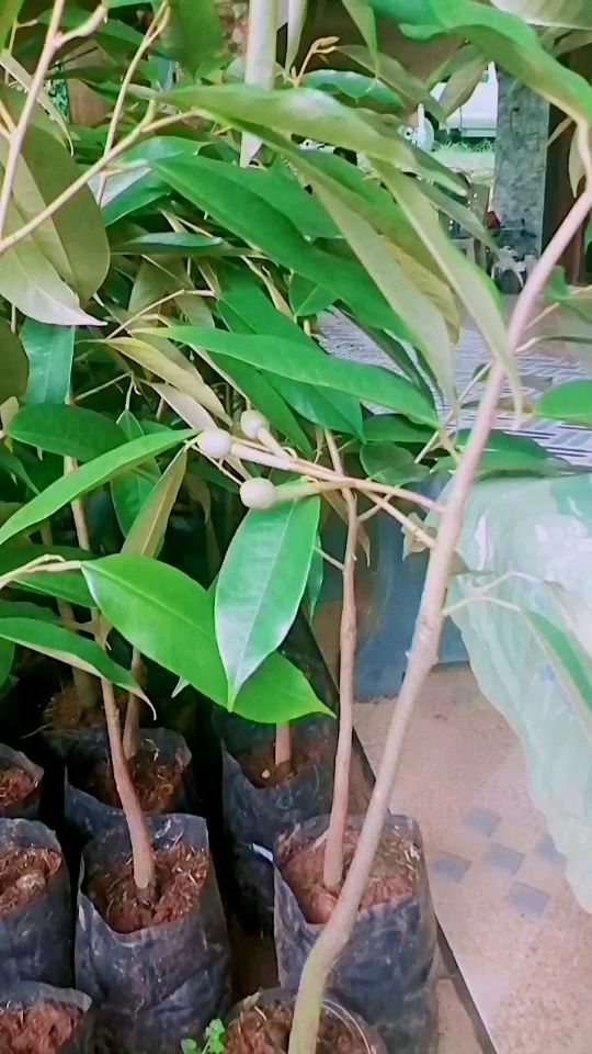 ทุเรียนหมอนทองเสียบยอดพร้อมปลูก สูง40-60ชม.ชุด2ต้น**ชื้อ10ต้นแถม1ต้น